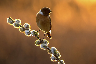 BUITEN BEELD Foto: 405958