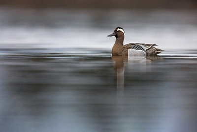 BUITEN BEELD Foto: 405960