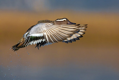 BUITEN BEELD Foto: 405962