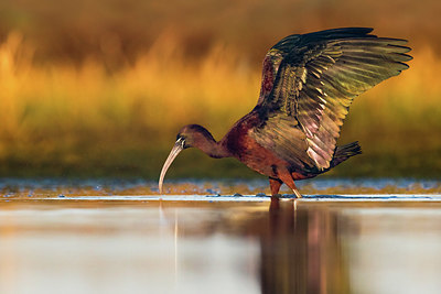 BUITEN BEELD Foto: 405970