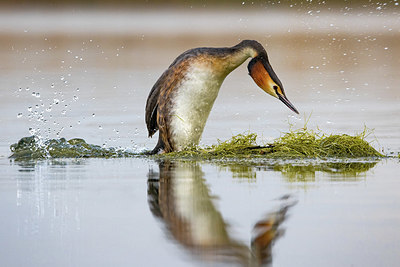 BUITEN BEELD Foto: 405982