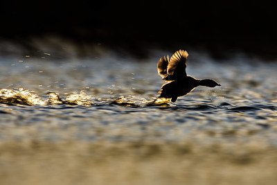 BUITEN BEELD Foto: 406009