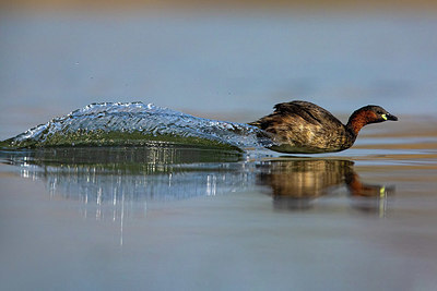 BUITEN BEELD Foto: 406012