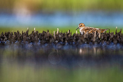 BUITEN BEELD Foto: 406019