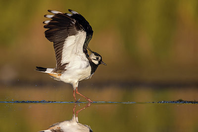 BUITEN BEELD Foto: 406026