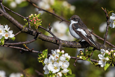 BUITEN BEELD Foto: 406035