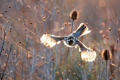 BUITEN BEELD Foto: 406042