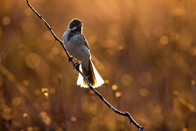 BUITEN BEELD Foto: 406045