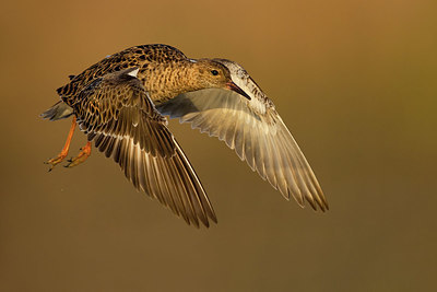 BUITEN BEELD Foto: 406049