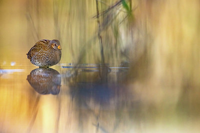 BUITEN BEELD Foto: 406058