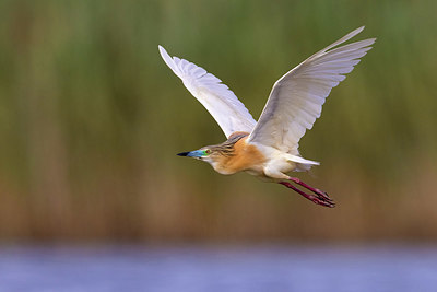 BUITEN BEELD Foto: 406068