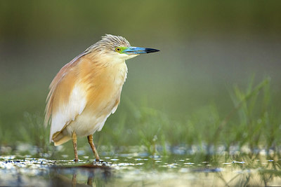 BUITEN BEELD Foto: 406069