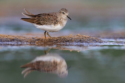 BUITEN BEELD Foto: 406070