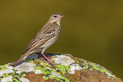 BUITEN BEELD Foto: 406073