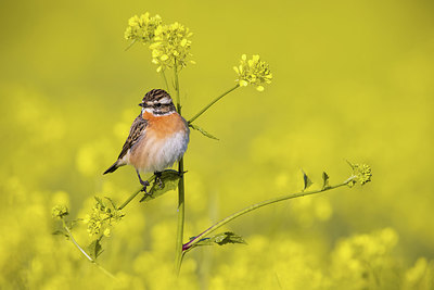 BUITEN BEELD Foto: 406084