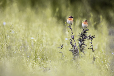 BUITEN BEELD Foto: 406088