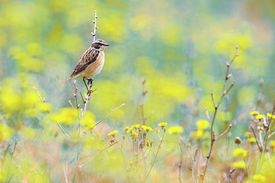 BUITEN BEELD Foto: 406089