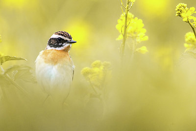 BUITEN BEELD Foto: 406090