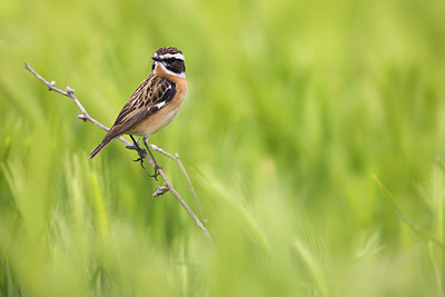 BUITEN BEELD Foto: 406091