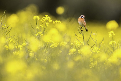 BUITEN BEELD Foto: 406092