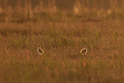 BUITEN BEELD Foto: 406149