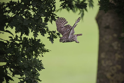 BUITEN BEELD Foto: 406161