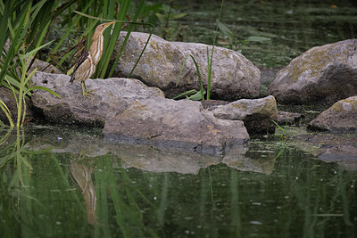 BUITEN BEELD Foto: 406163