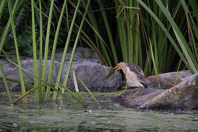 BUITEN BEELD Foto: 406165