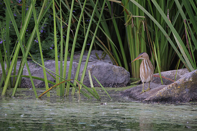 BUITEN BEELD Foto: 406166
