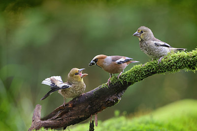 BUITEN BEELD Foto: 406169