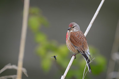 BUITEN BEELD Foto: 406170