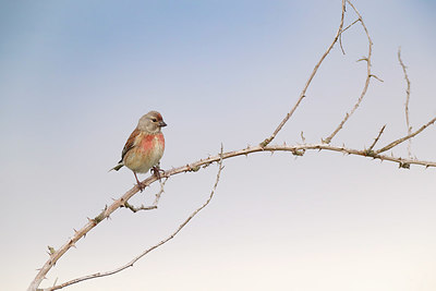 BUITEN BEELD Foto: 406171