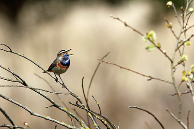 BUITEN BEELD Foto: 406174