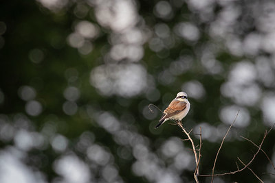 BUITEN BEELD Foto: 406188