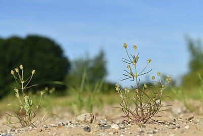 BUITEN BEELD Foto: 406197