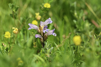 BUITEN BEELD Foto: 406204