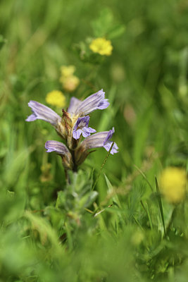 BUITEN BEELD Foto: 406209