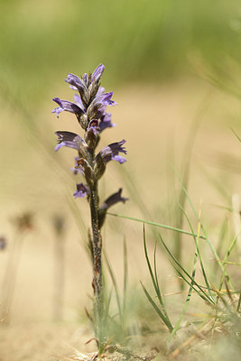 BUITEN BEELD Foto: 406211