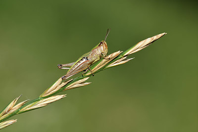 BUITEN BEELD Foto: 406225