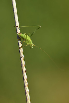 BUITEN BEELD Foto: 406227