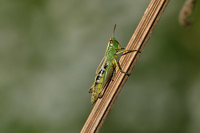 BUITEN BEELD Foto: 406230