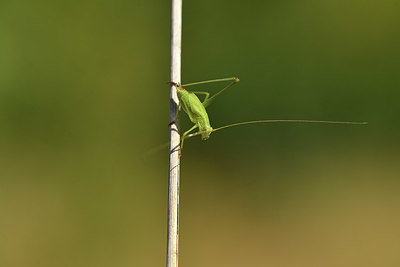BUITEN BEELD Foto: 406232