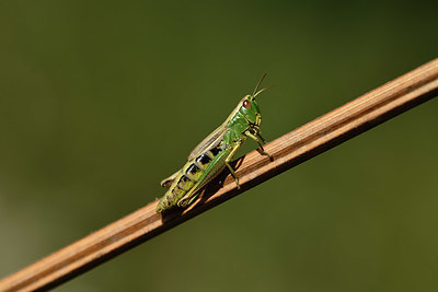 BUITEN BEELD Foto: 406235
