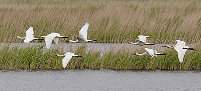 BUITEN BEELD Foto: 406246