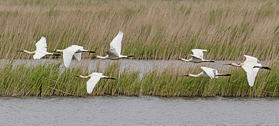 BUITEN BEELD Foto: 406246