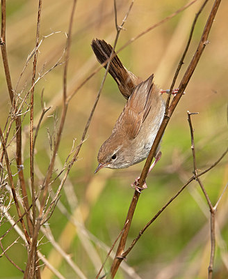 BUITEN BEELD Foto: 406251