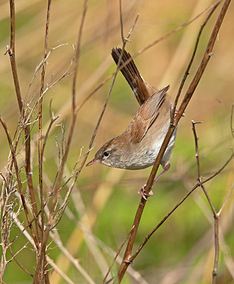 BUITEN BEELD Foto: 406252