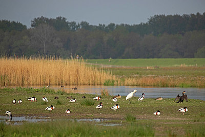 BUITEN BEELD Foto: 406258