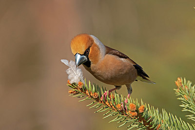 BUITEN BEELD Foto: 406281