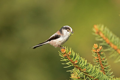 BUITEN BEELD Foto: 406283